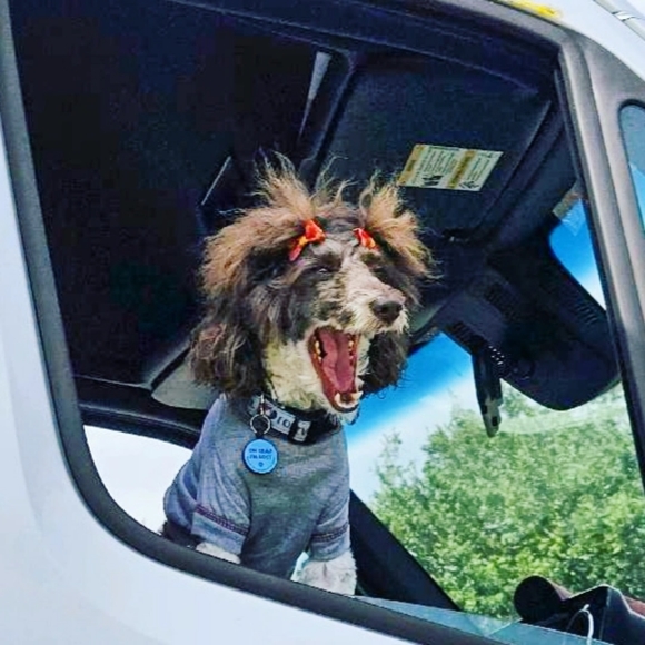 Meet your Posher, Cassie - Picture 4 of 7